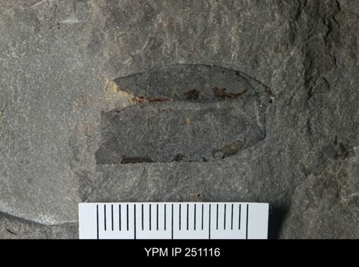 undet. Eurypterida