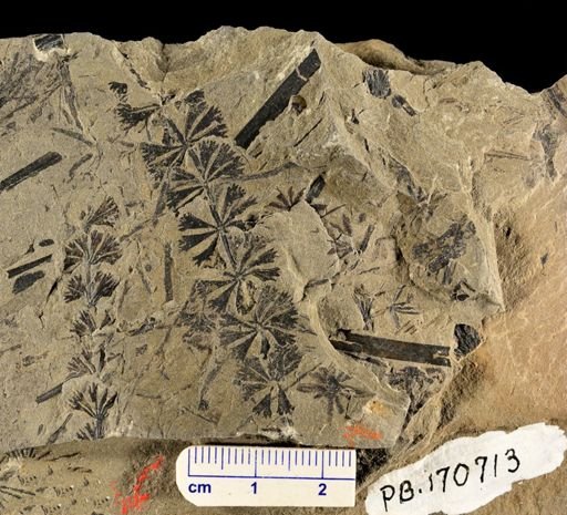Sphenophyllum sp.