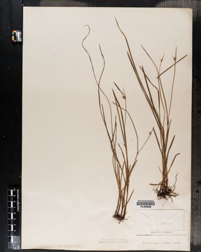 Scleria pauciflora