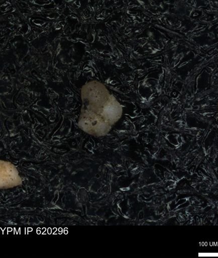 undet. Foraminiferida