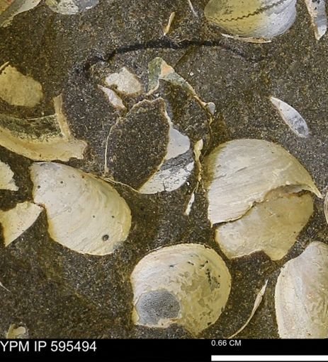 Protocardia sp.