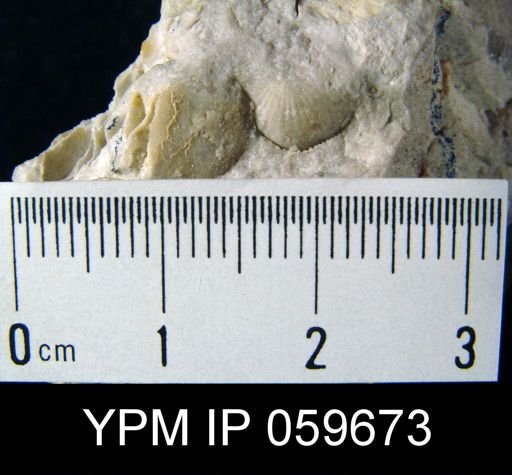 Anoplia sp.
