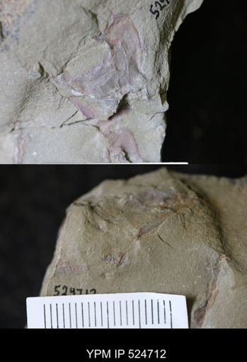 undet. Cornuta