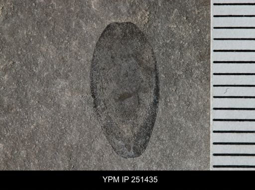 Eurypterus sp.