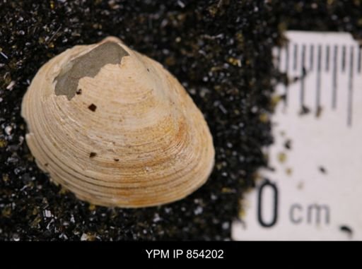 Limopsis striatopunctatus