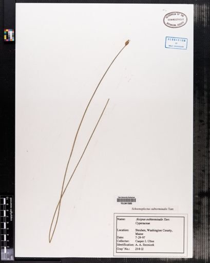 Schoenoplectus subterminalis