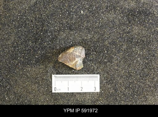 Jeletzkytes nebrascensis