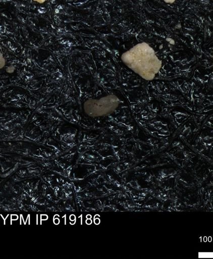 undet. Foraminiferida