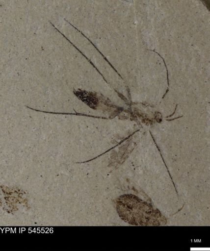 undet. Diptera