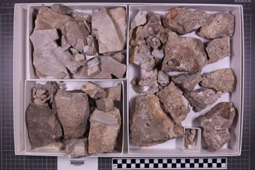 mixed taxa, stratigraphic collection