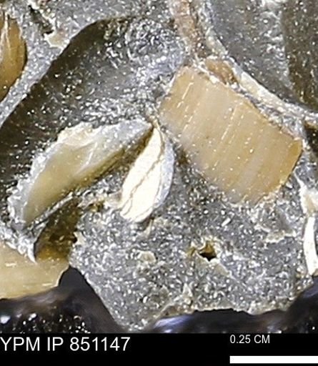 Limopsis striatopunctatus