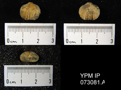 Wilsonella compressa