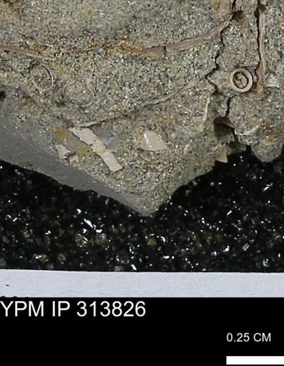 undet. Bivalvia