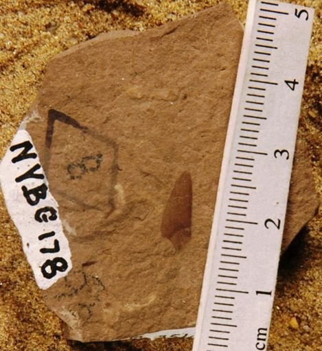 Pseudolarix americana