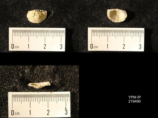 Chonetes granulifer