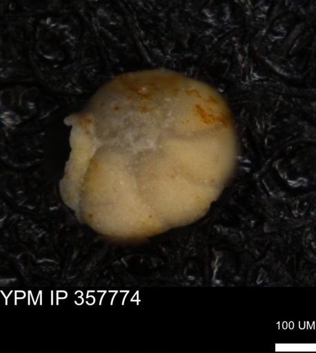 undet. Foraminiferida