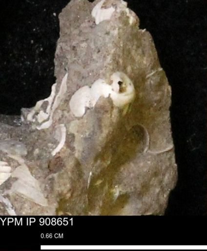 undet. Gastropoda