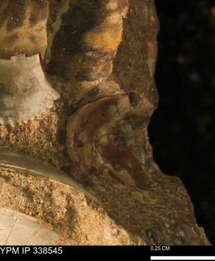 undet. Bivalvia