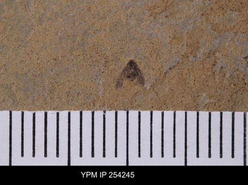 Auchenorrhyncha?