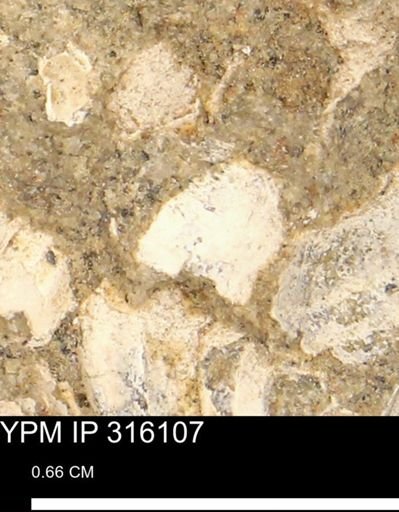 undet. Mollusca