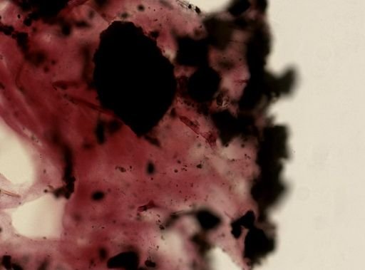 Ircinia sp.