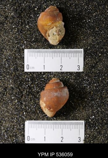 Campeloma nebrascensis