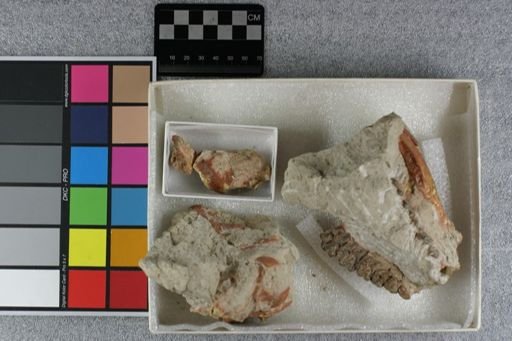 Agriochoerus sp.