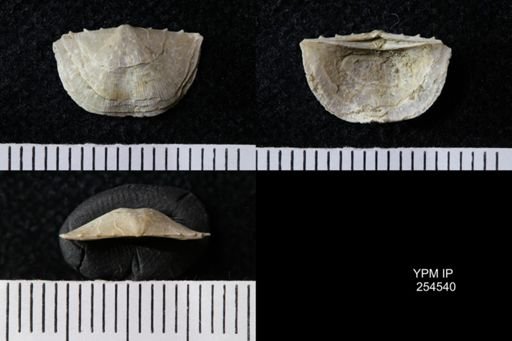 Chonetes sp.