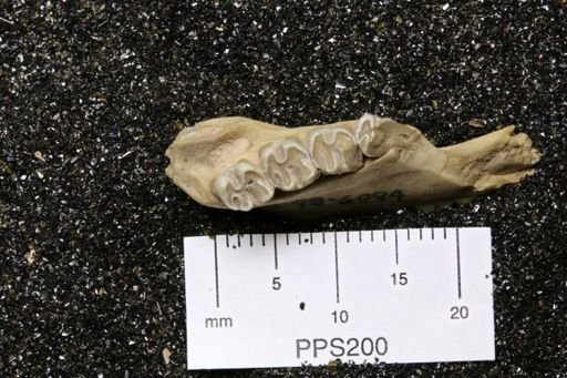 Ischyromys pliacus