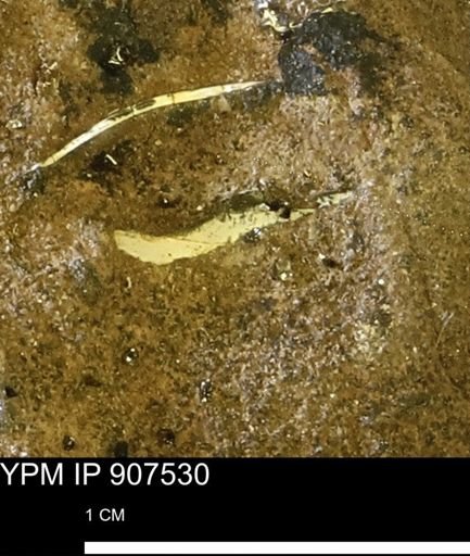 undet. Mollusca