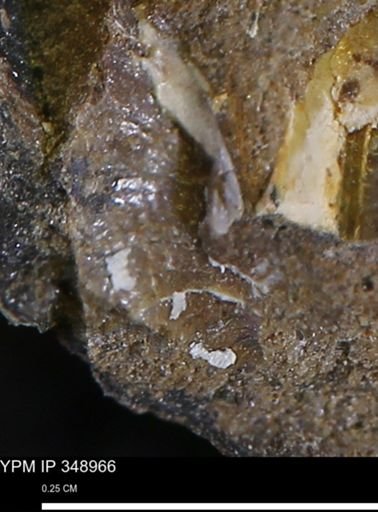 undet. Mollusca