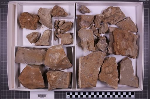 mixed taxa, stratigraphic collection