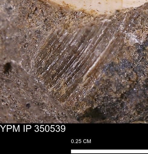 undet. Mollusca
