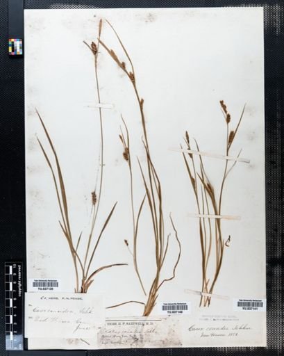 Carex conoidea