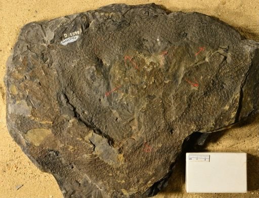 Lepidodendron sp.