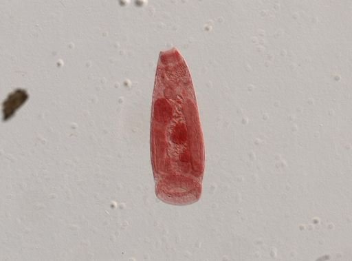 Diplodiscus