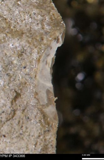 undet. Bivalvia