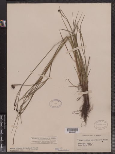 Sisyrinchium atlanticum