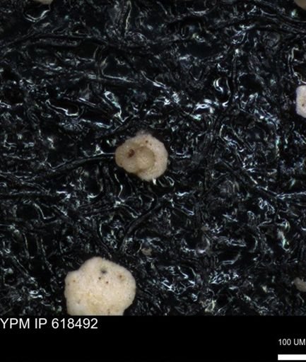 undet. Foraminiferida