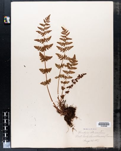 Woodsia obtusa