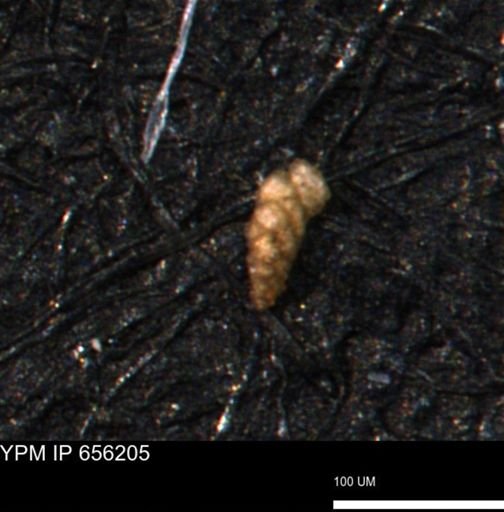 Verneuilina canadensis