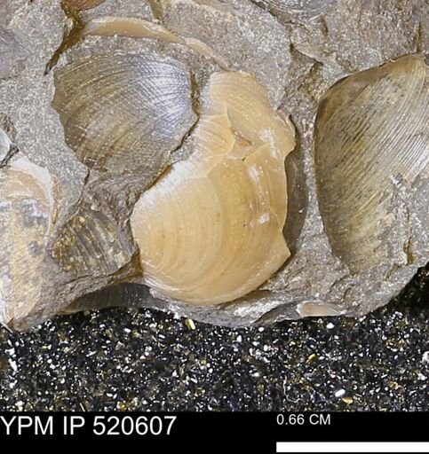 Chauvelicystis sp.