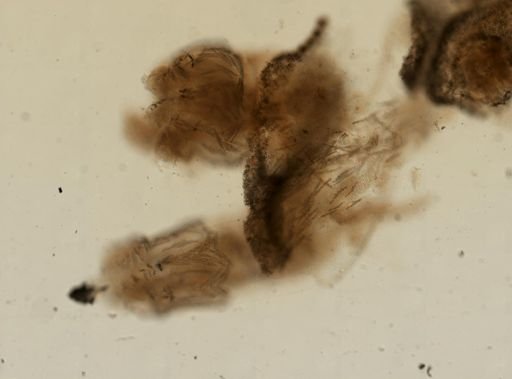 Gersemia rubiformis