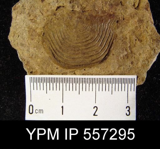 Leptaena?