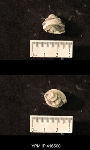 Worthenia tabulata