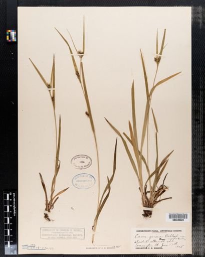 Carex grisea