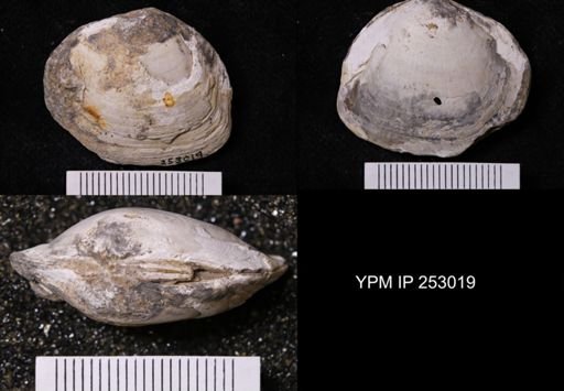 Nymphalucina?