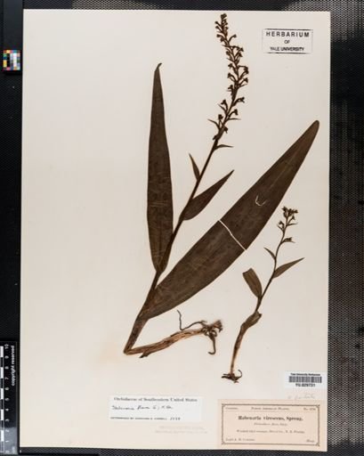 Habenaria