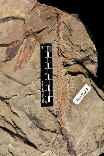 Lepidodendron sp.