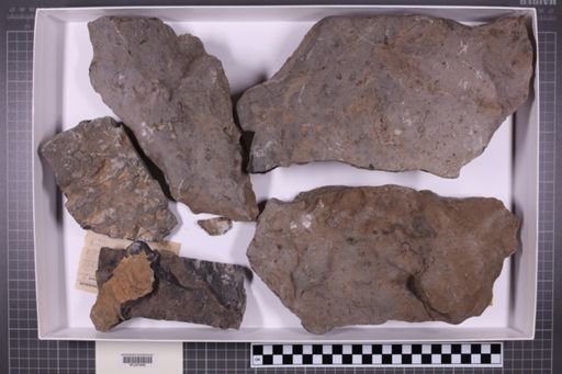 mixed taxa, stratigraphic collection